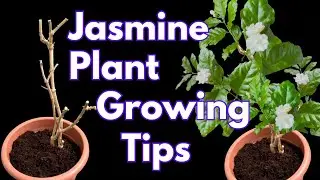 Bring My Jasmine Plant Back To Life | Jasmine Plant Growing Tips From Cutting