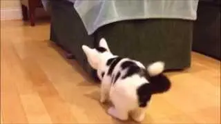 Moochey Twerk