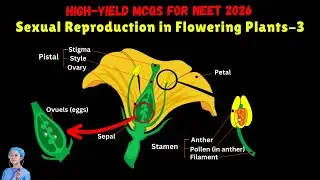 High-Yield MCQs for NEET 2026 | Sexual Reproduction in Flowering Plants-3 | by Shiksha House