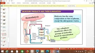 XIBIO EXCRETION&OSMOREGULATION   4