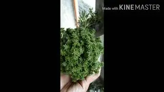 Preloved Succulents,Benguet Farms.Where to buy Succulents for resellers?