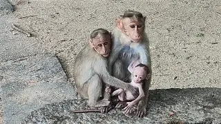Cute Monkey Baby with its 🐒Family members pose for group photo