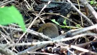 Hraboš polní (Microtus arvalis)