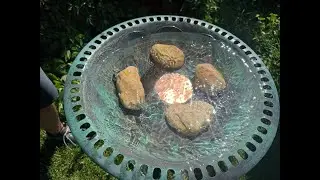 Keep your bird bath clean and healthy with these plates