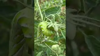 Sneaky tomato￼ caterpillar! #backyardgardening #organic #bug #caterpillar