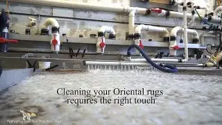 Expensive rug smell bad - oriental rug cleaning