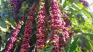 vườn caphê xanh lùn chín đẹp như thế nào /ANDTK