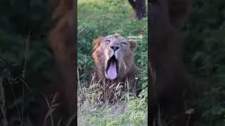 #music #remix #beats #dnb #canon #lion #girnationalpark #animemusic #wildlife