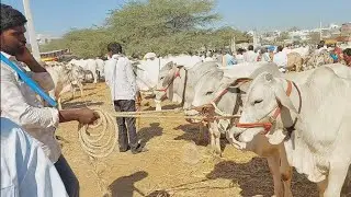Milkteeth Bulls prices in Pebbair Market | Pebbair kode dudala santha | Pebbair eddula santha