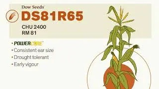 New grain corn hybrids for 2018 planting &ndash; West  | Dow Seeds Canada