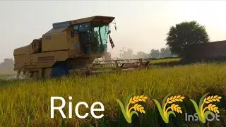 New Holland Double 8070 harvester rice 🌾 harvest machine & agriculture in Pakistan azming sound work