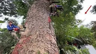 Cưa Cây Sà Cừ To, Tàn Um Tùm, Lên Nóc Nhà, Cưa Kỹ Thuật, 343