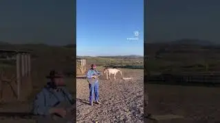 Just a horse  #rural #serbia #ферма #сельскаяжизнь  #сербия #farm #countrysidevibes #guitar