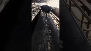 Improve Cow Comfort on Your Farm with Rubber Matting