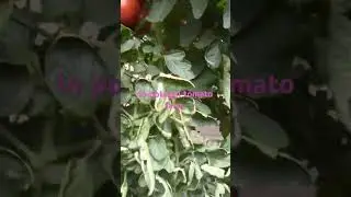 tomato farm in portugal.