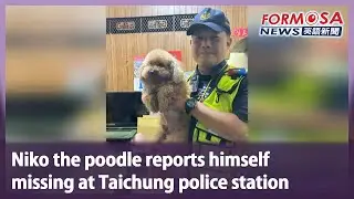 Niko the poodle reports himself missing at Taichung police station｜Taiwan News