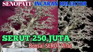 250 Juta Bonsai SENOPATI SERUT