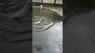 рыбалка поймал огромного карпа в луже