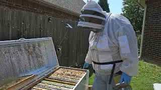 Horizontal Hive Inspection and Pre winter Packdown Check