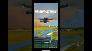 DJI Mini3 pro Bird Attack #drone #dronevideo #birdattack#birddroneattack
