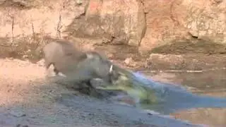 Useless Croc at the Hippo Hide