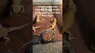 Introducing a new bearded dragon to the other 2 dragons