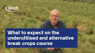 What to expect on Niab's underutilised and alternative break crops course