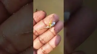 Fishing catching video 🐠 Fishing videos 🍀 Best fishing#fishing #shorts #youtubeshorts #youtube #fish