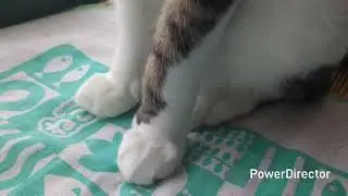 スフィンクス風ニャア