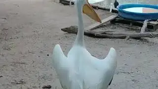 Seaside Seabird Sanctuary White Pelican Rehab (February 2019)