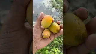 I found the most expensive Desi mango in my village