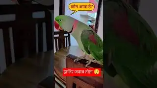Parrot Pablo Funny Video - 😂🤣#shorts #parrot #funny #cute #trending #viral