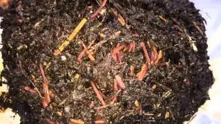 What red wigglers look like