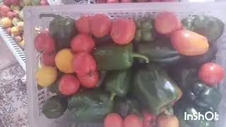 Вся в заботах,мои заготовки