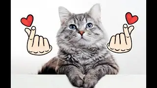Ultimate guide to cat grooming | Tips for keeping your cat healthy and clean #catlovers #catcare