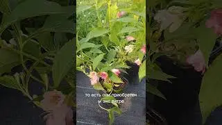 Вейгела Марджори! Два цвета - один куст!! Разноцветковая красавица!😍