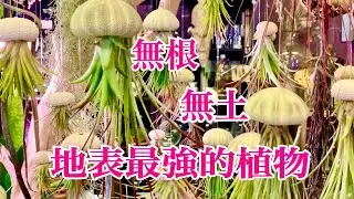 空氣鳳梨(Air Plants)常被人誤會為人造植物，無根、無土怎麼養？ #空氣鳳梨 #鐵蘭花 #空氣草 #空氣鳳梨怎麼養 #空气凤梨 #空气凤梨怎么养 #空气草 #air plants