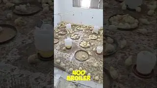 Small Scale Broiler Farming At home Day 3 🐔🐣.