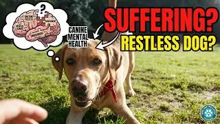 Boost Your Dog's Happiness Canine Mental Health & Enrichment