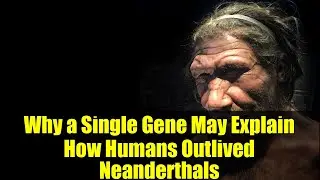 Why a Single Gene May Explain How Humans Outlived Neanderthals | Mouse Study Insights