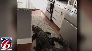 8-foot gator crawls into Florida woman's kitchen