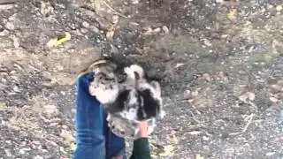 Tessa's pups 2