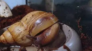 Giant African Land Snail Timelapse - Act 9