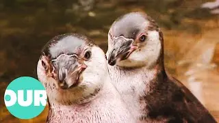 Zookeeper Has His Hands Full Looking After 50 South American Penguins | Zoo Days | Our World