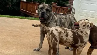 MERLE MASTIFF X BULLIES