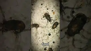 Microbes some Amazing Facts in 29 Seconds!