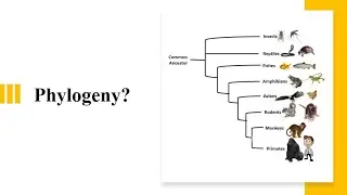 Phylogeny