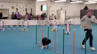 META doggy does AGILITY