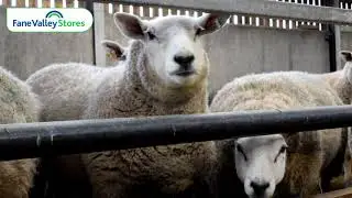 Pre-Lambing Nutrition with Animax