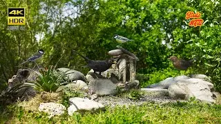 Birds for Cats to watch: Birds: April weather on feeder - 4K HDR - CATs tv